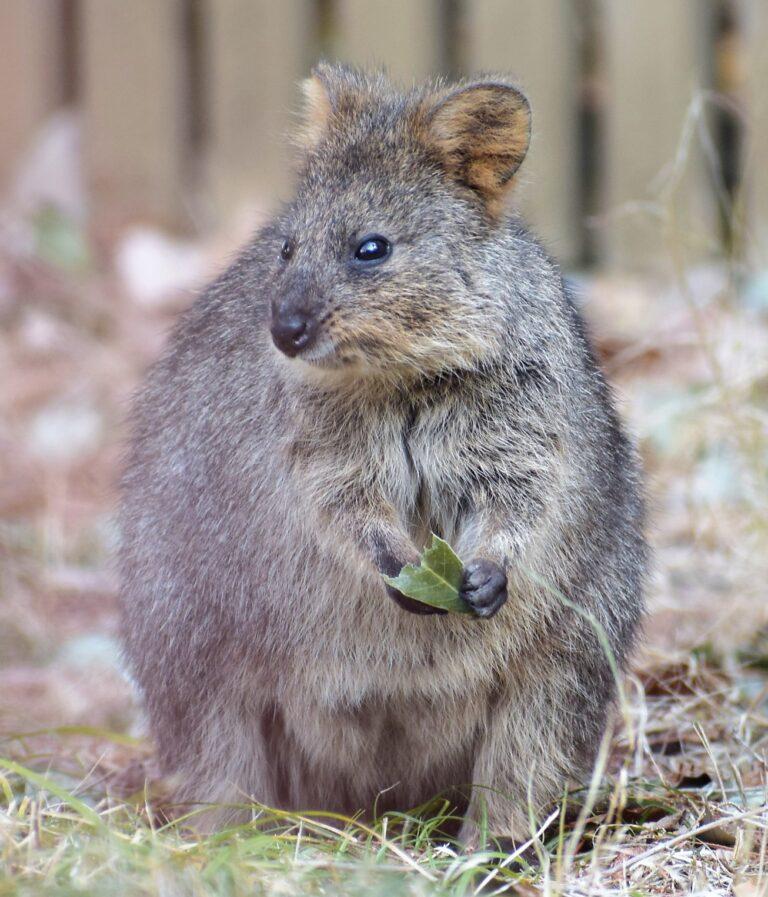 Chocka Quokka 