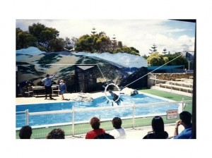 A dolphin show at Atlantis Marine Park. 