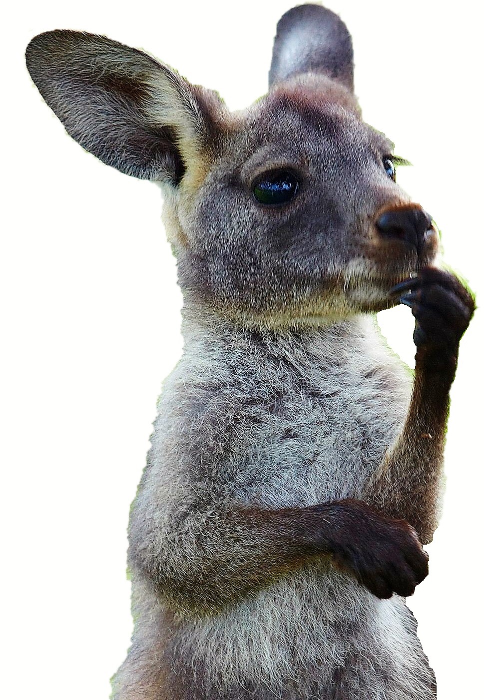 考えRoo