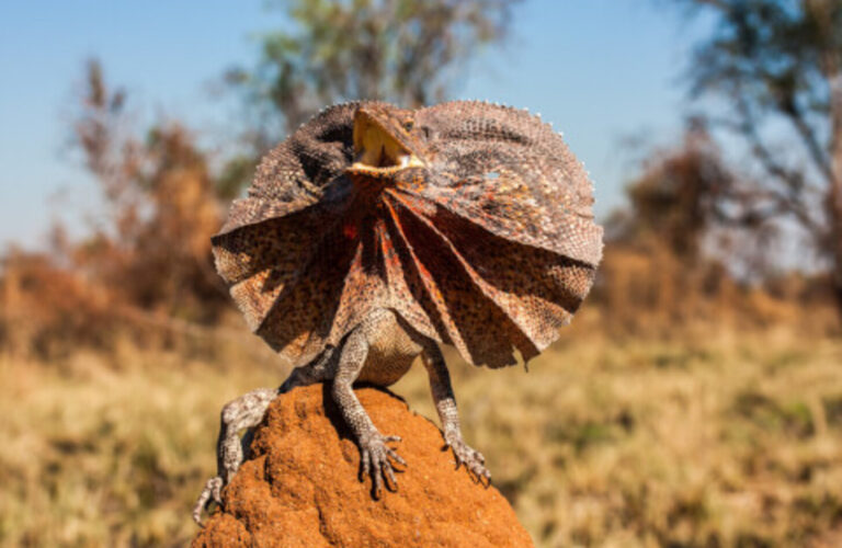 Why Did Japan Fall In Love With The Frill-necked Lizard?