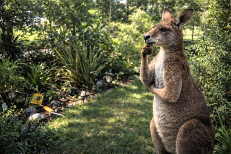 What Did Ya Aussie Garden In Tokyo Look Like Before?