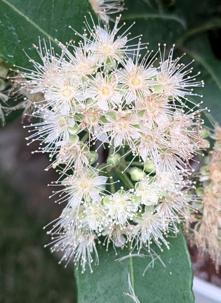 Why Are Australian Gum Trees All Over Japan?