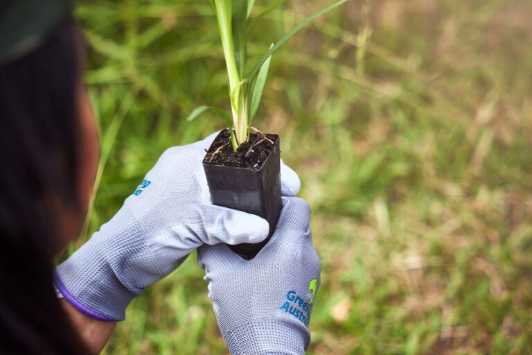 How Do Japanese Students Help Preserve Aussie Nature?