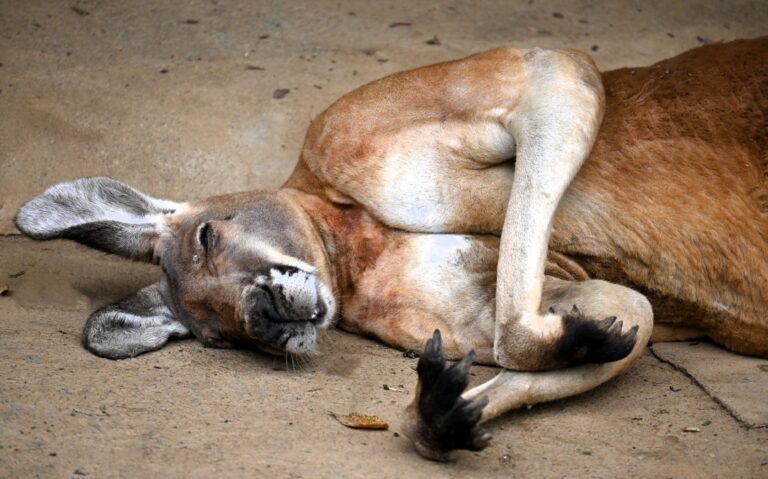 Why Do Japanese Zoos Know So Much About Kangaroos?
