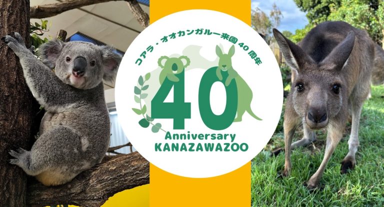 金沢動物園のコアラ・オオカンガルー来園40周年