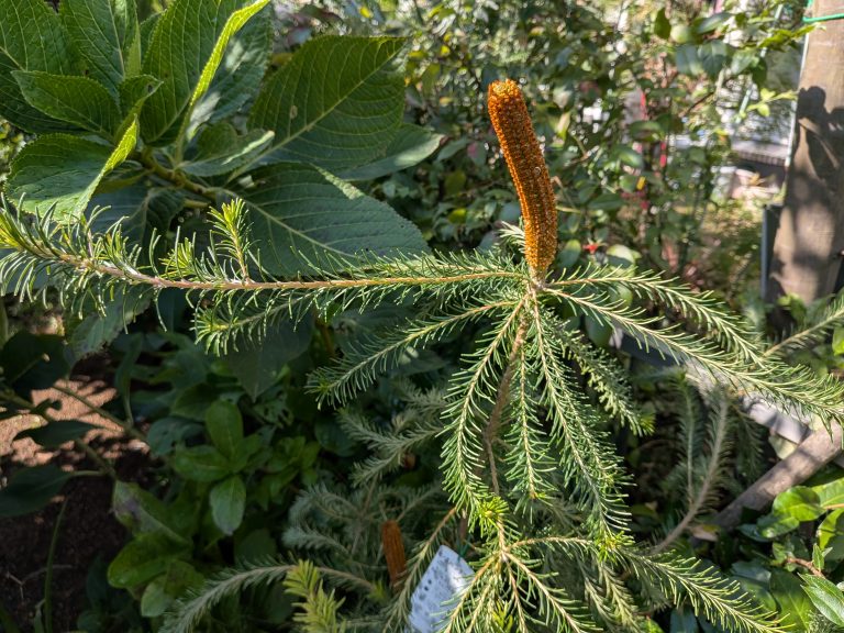 もう植物は買わないと誓ったのに……新しいオージー植物たちを庭にお迎え