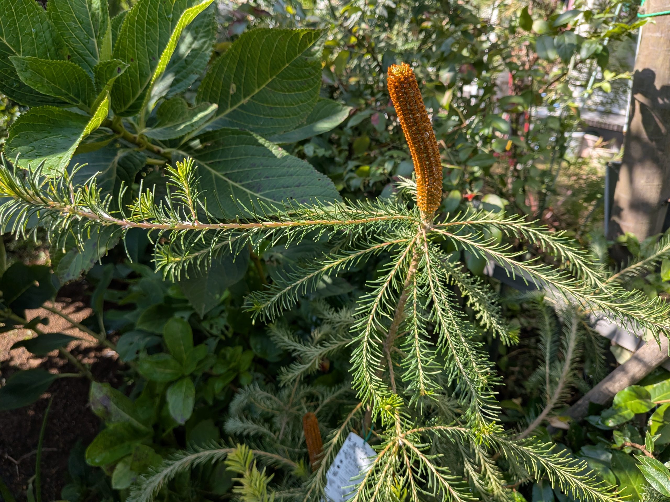 もう植物は買わないと誓ったのに……新しいオージー植物たちを庭にお迎え